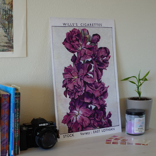 Vintage Stock Flower Print | 1930's Cigarette Card