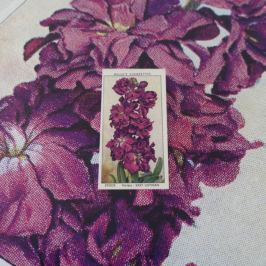 Vintage Stock Flower Print | 1930's Cigarette Card