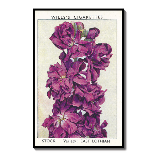 Vintage Stock Flower Print | 1930's Cigarette Card