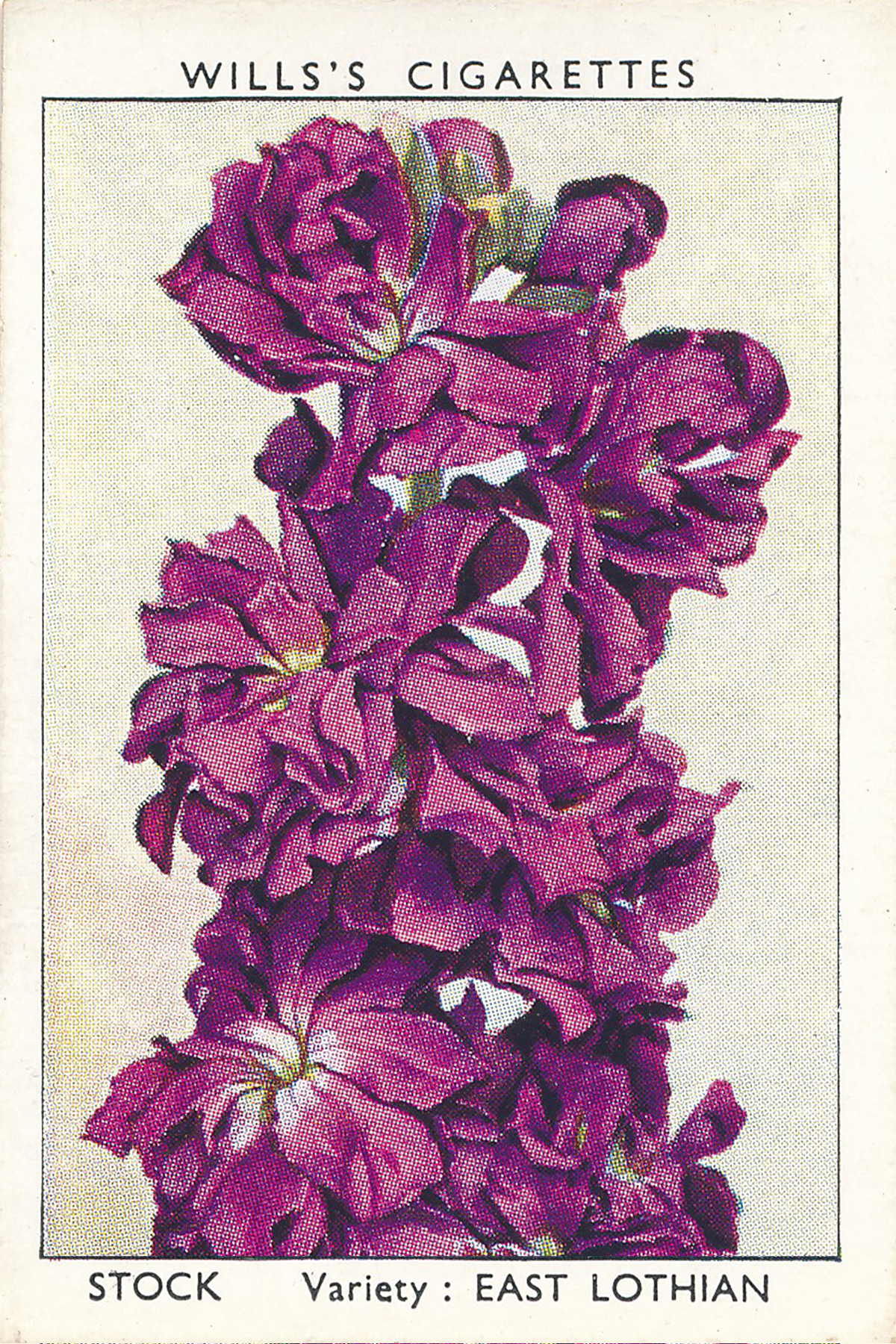 Garden Flowers Posters