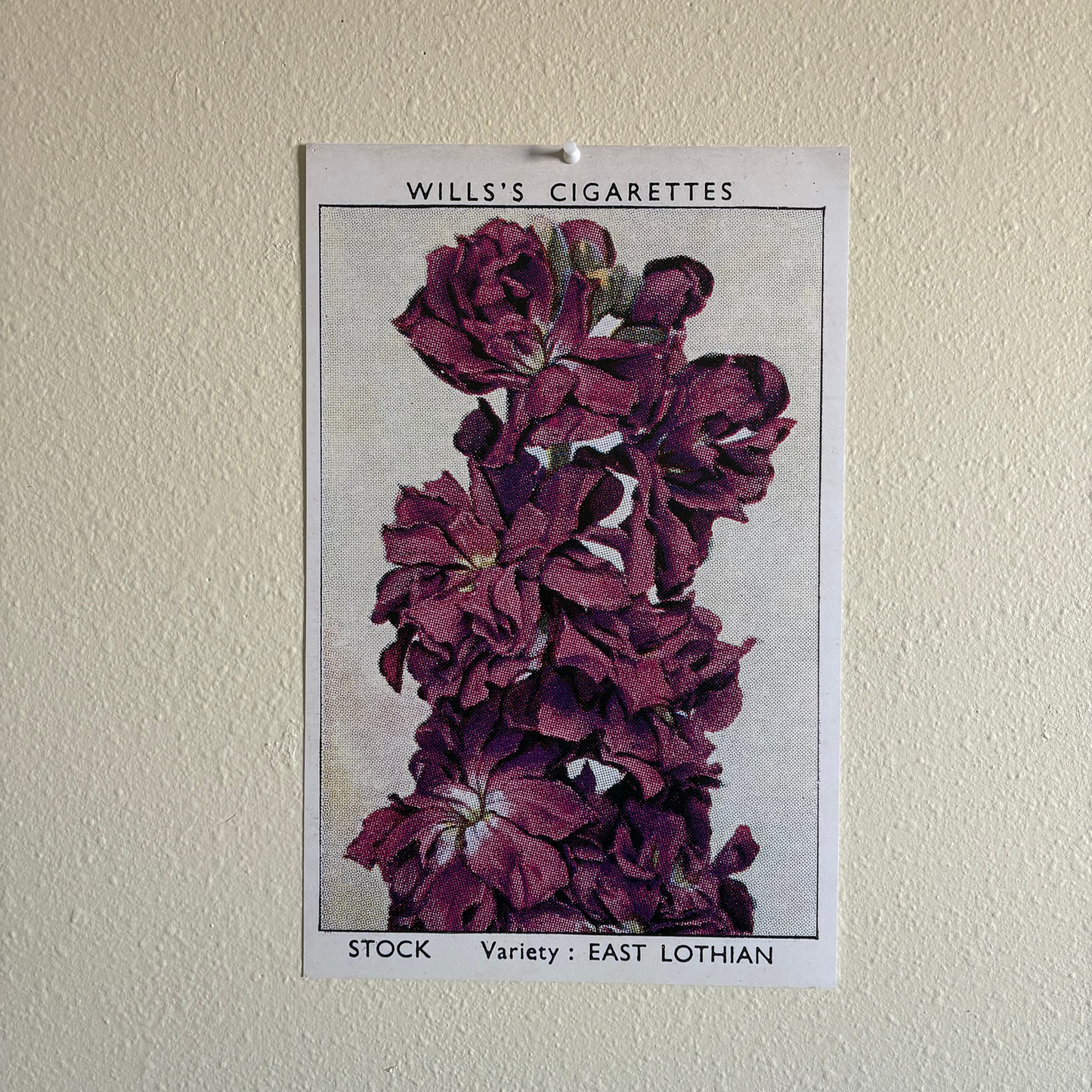 Vintage Stock Flower Print | 1930's Cigarette Card