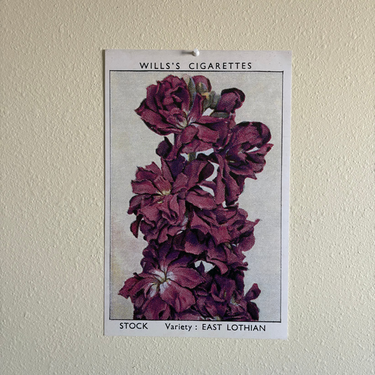 Vintage Stock Flower Print | 1930's Cigarette Card