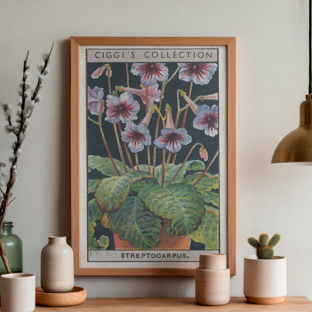 Vintage Streptocarpus Flower Print | 1930's Cigarette Card