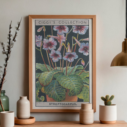 Vintage Streptocarpus Flower Print | 1930's Cigarette Card