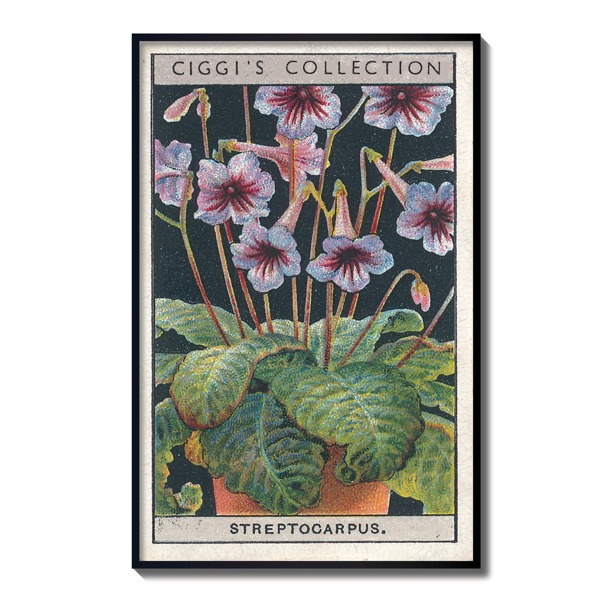 Vintage Streptocarpus Flower Print | 1930's Cigarette Card