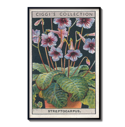 Vintage Streptocarpus Flower Print | 1930's Cigarette Card