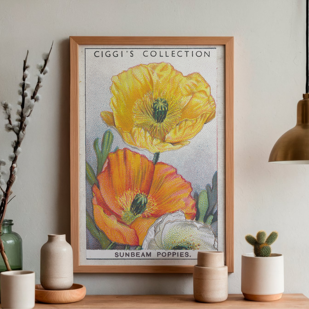 Vintage Sunbeam Poppy Flower Print | 1930's Cigarette Card