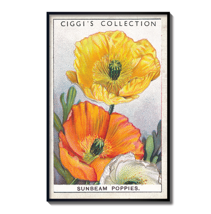Vintage Sunbeam Poppy Flower Print | 1930's Cigarette Card