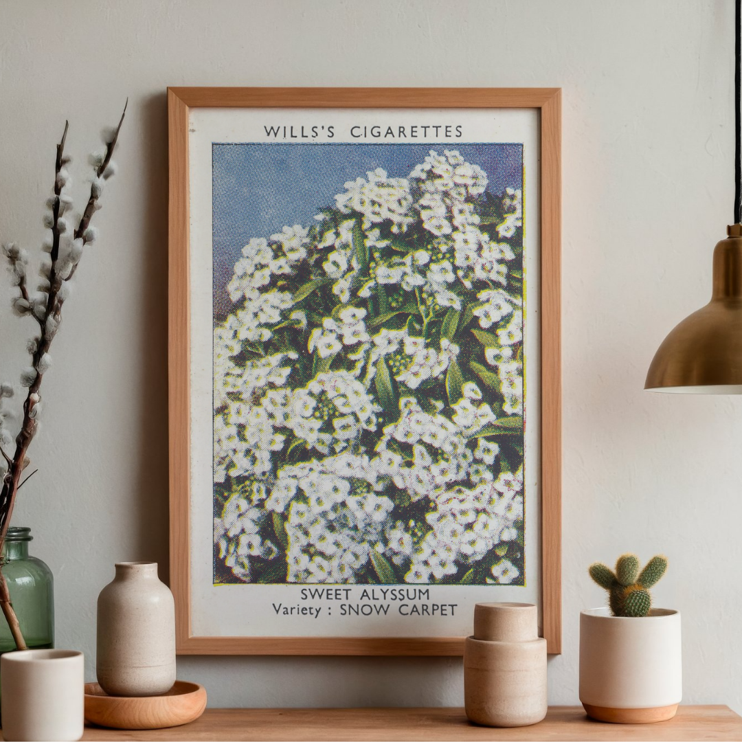 Vintage Sweet Alyssum Flower Print | 1930's Cigarette Card