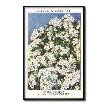 Vintage Sweet Alyssum Flower Print | 1930's Cigarette Card