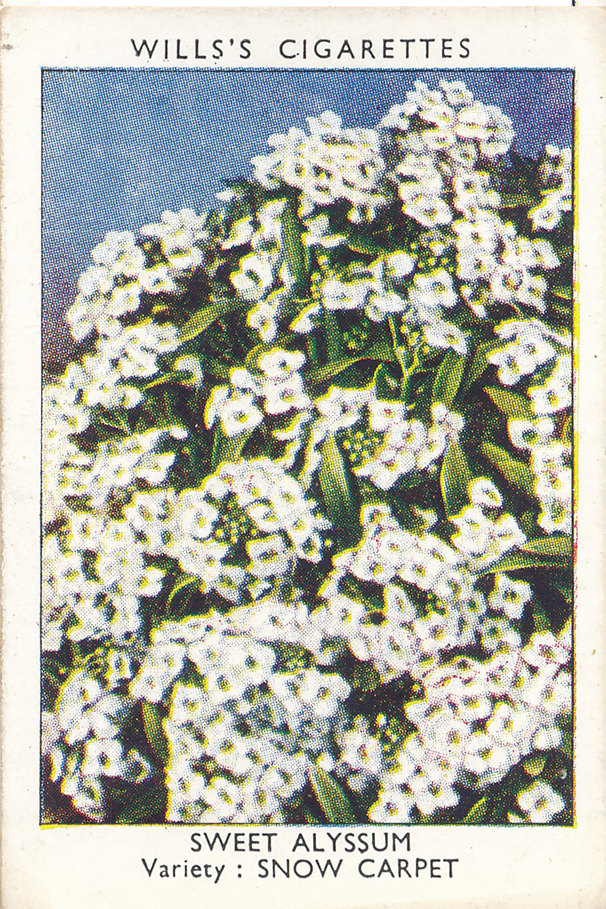 Garden Flowers Posters