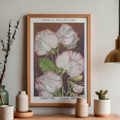 Vintage Sweet Pea Flower Print | 1930's Cigarette Card