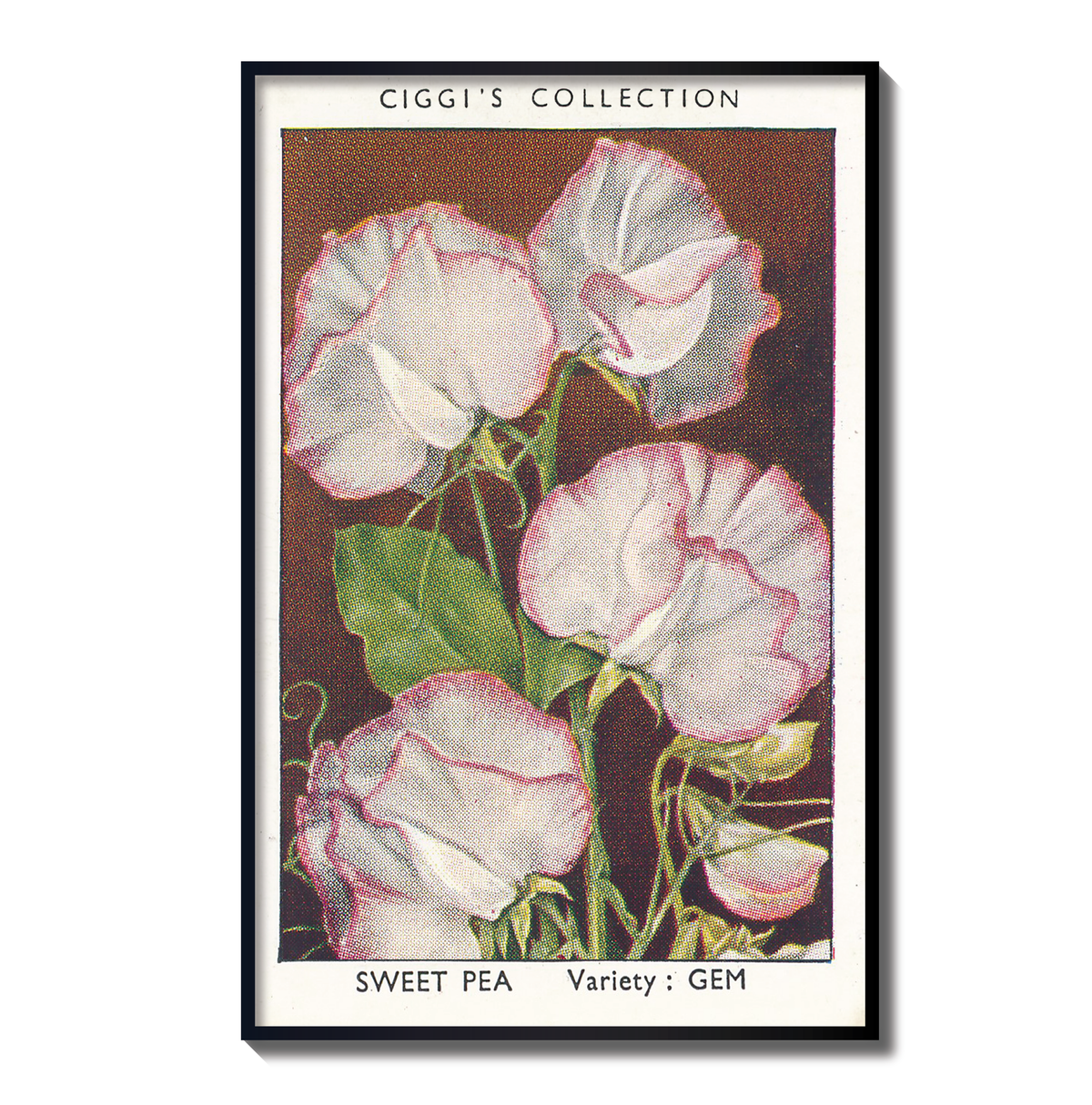 Vintage Sweet Pea Flower Print | 1930's Cigarette Card