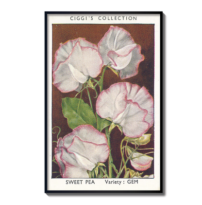 Vintage Sweet Pea Flower Print | 1930's Cigarette Card