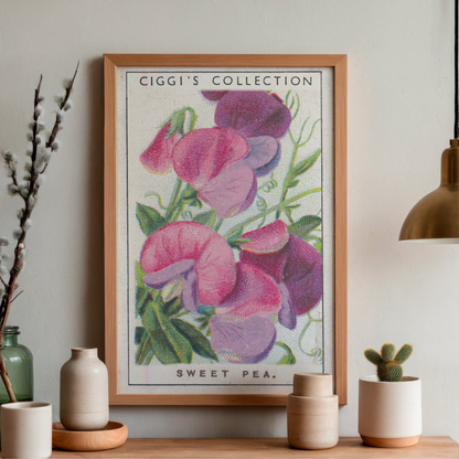 Vintage Sweet Pea Flower Print | 1930's Cigarette Card
