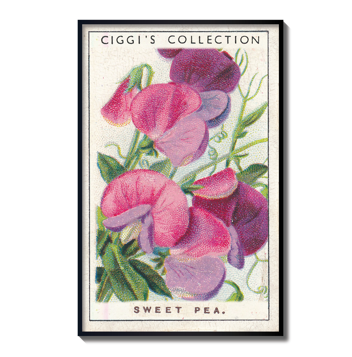 Vintage Sweet Pea Flower Print | 1930's Cigarette Card