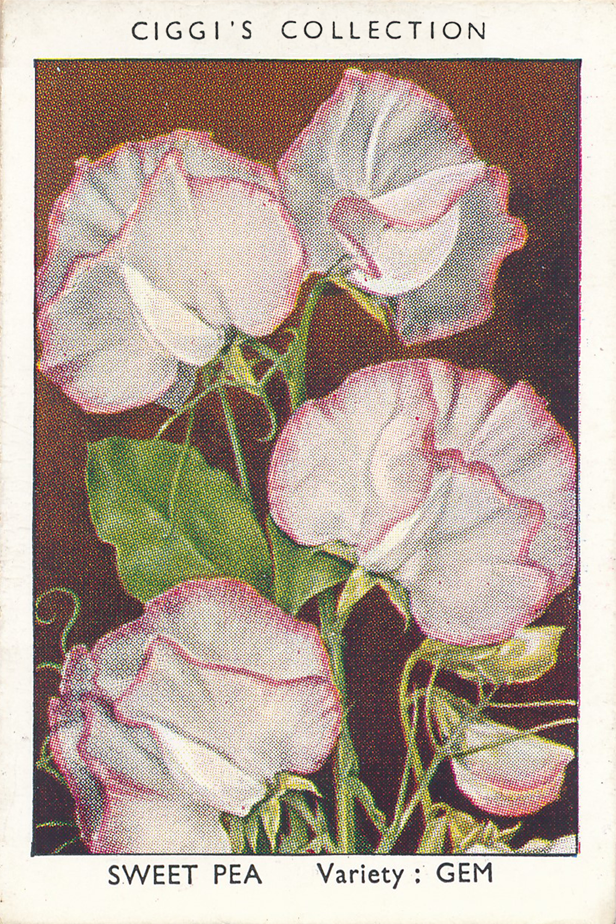 Garden Flowers Posters