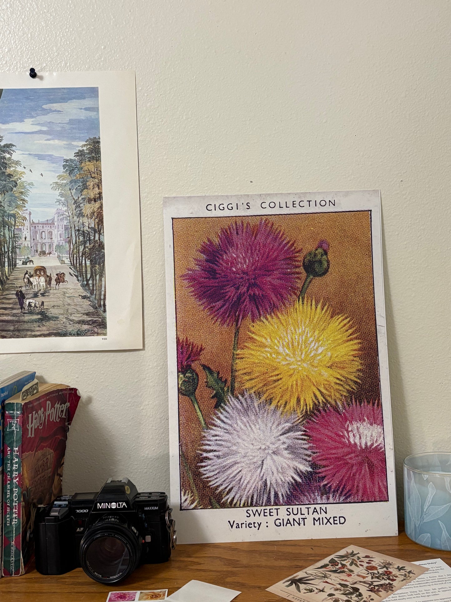 Vintage Sweet Sultan Flower Print | 1930s Cigarette Card Art