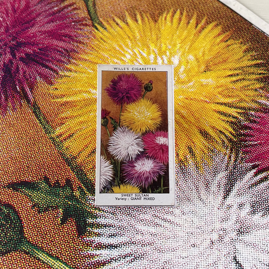 Vintage Sweet Sultan Flower Print | 1930s Cigarette Card Art