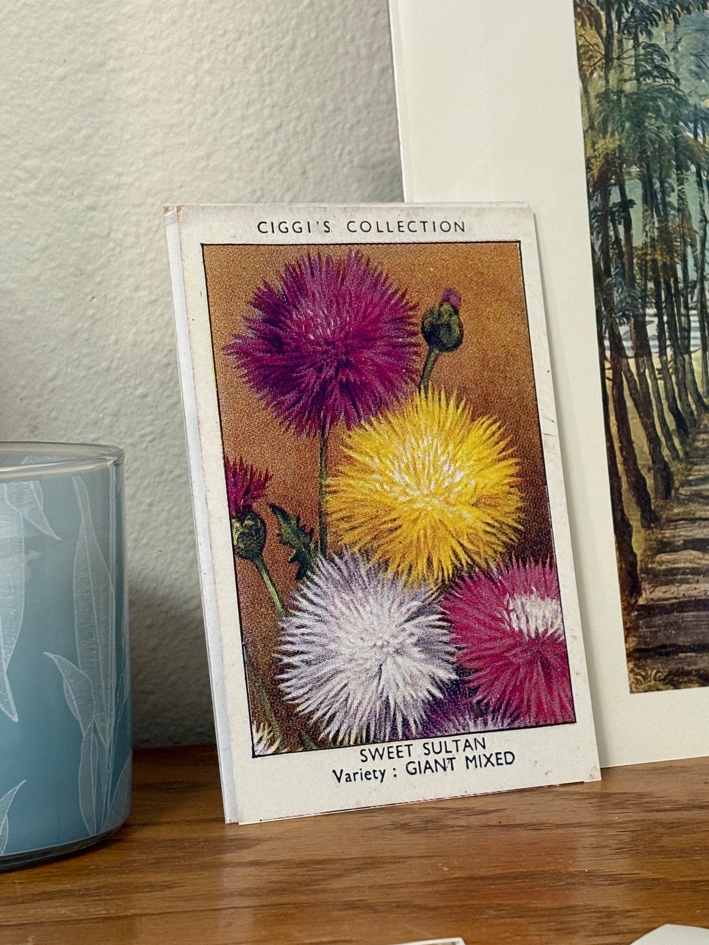 Vintage Sweet Sultan Flower Print | 1930s Cigarette Card Art