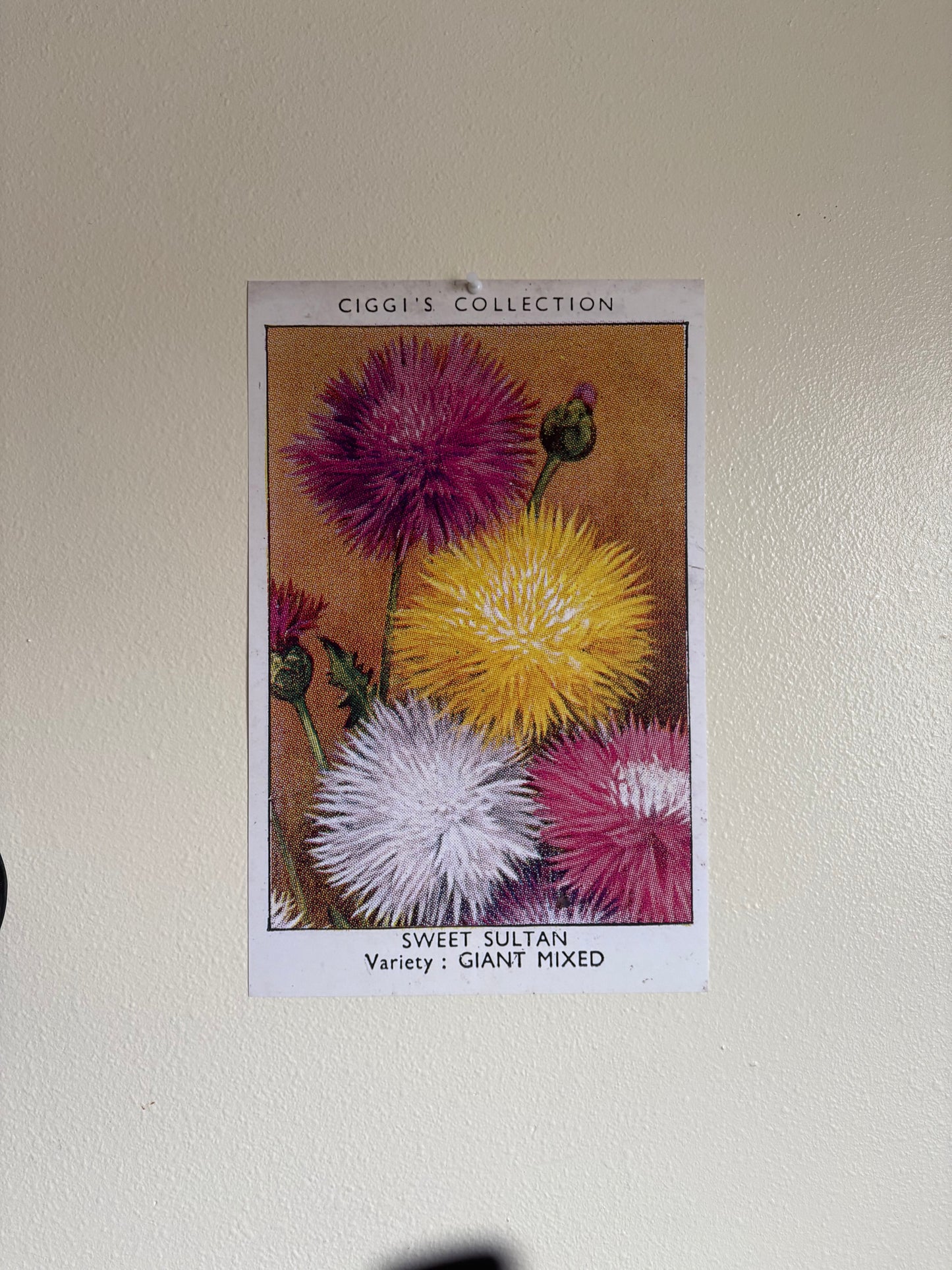 Vintage Sweet Sultan Flower Print | 1930s Cigarette Card Art