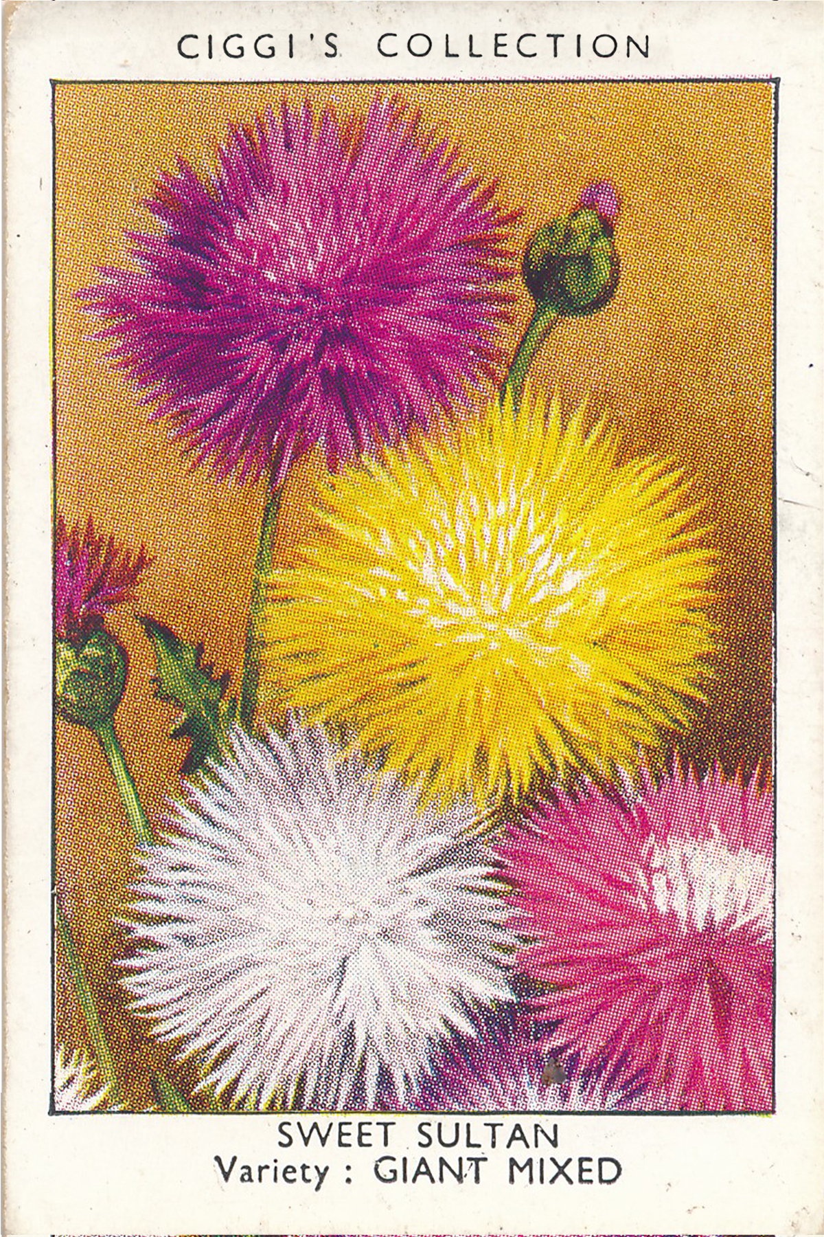 Garden Flowers Posters