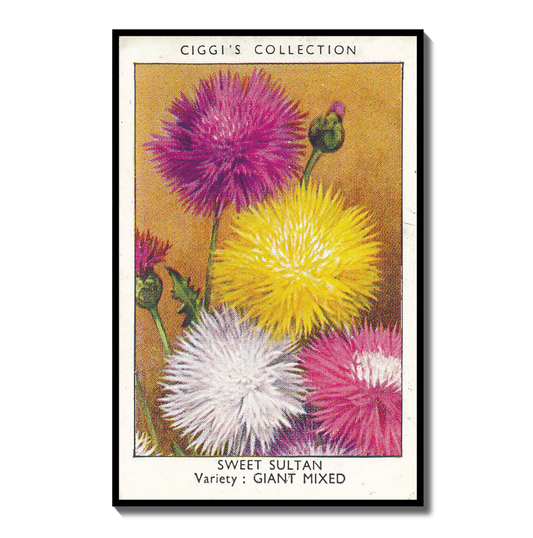 Vintage Sweet Sultan Flower Print | 1930s Cigarette Card Art