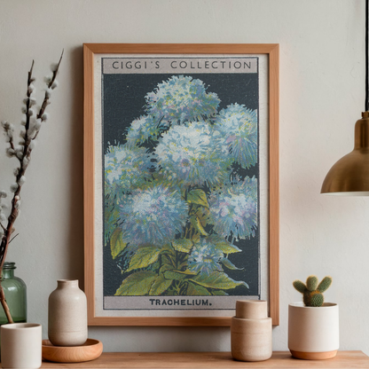 Vintage Trachelium Flower Print | 1930's Cigarette Card