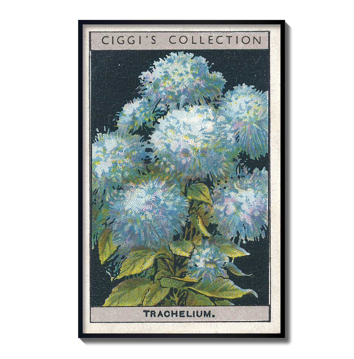 Vintage Trachelium Flower Print | 1930's Cigarette Card