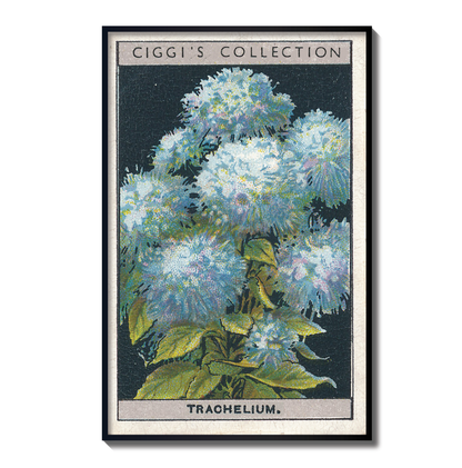 Vintage Trachelium Flower Print | 1930's Cigarette Card