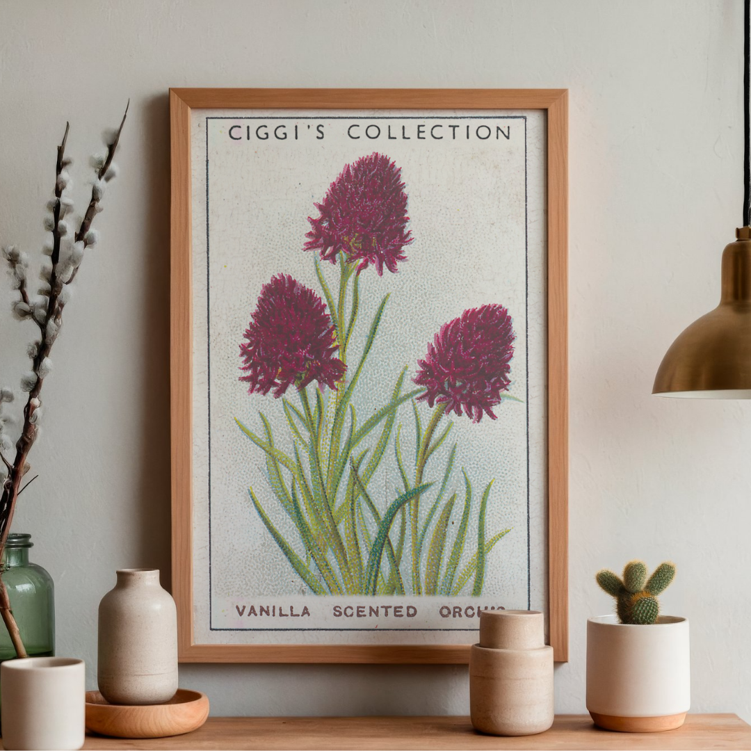 Vintage Vanilla Scented Orchis Flower Print | 1930's Cigarette Card