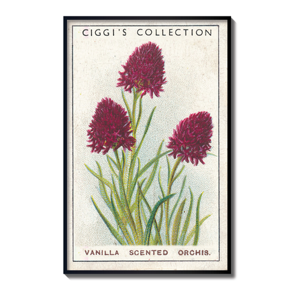 Vintage Vanilla Scented Orchis Flower Print | 1930's Cigarette Card