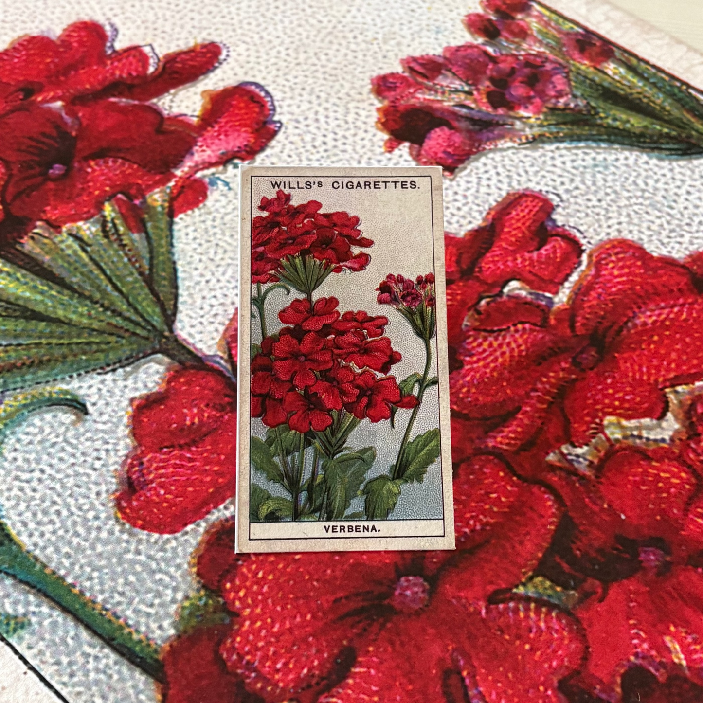 Vintage Verbena Flower Print #2 | 1930s Cigarette Card Art