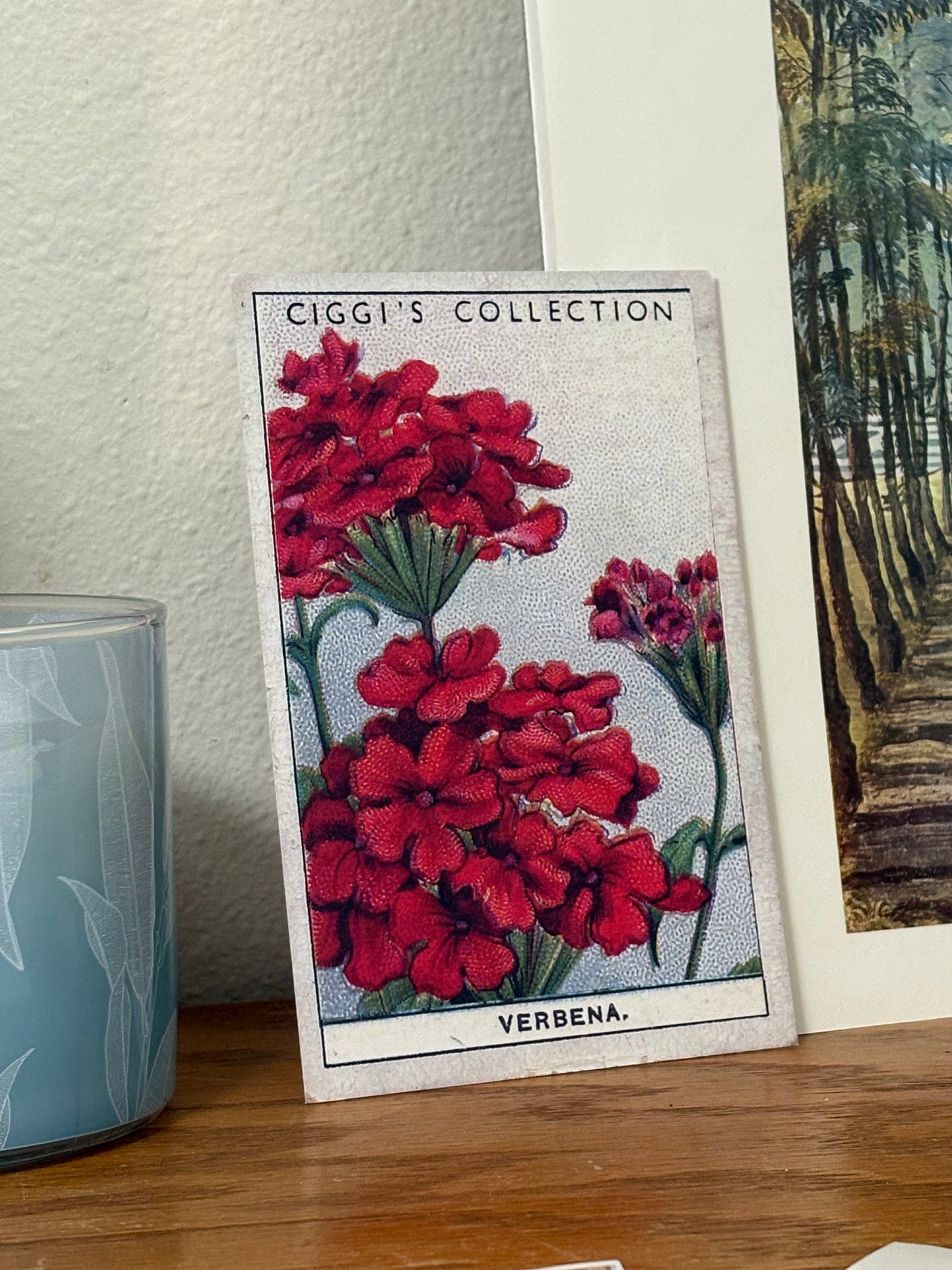 Vintage Verbena Flower Print #2 | 1930s Cigarette Card Art