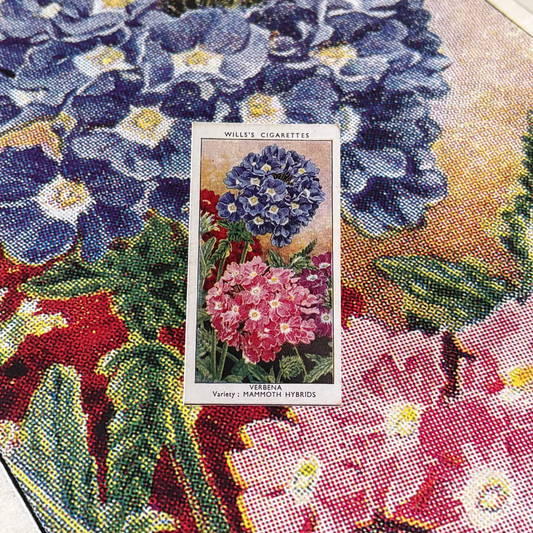 Vintage Verbena Flower Print #1 | 1930s Cigarette Card Art