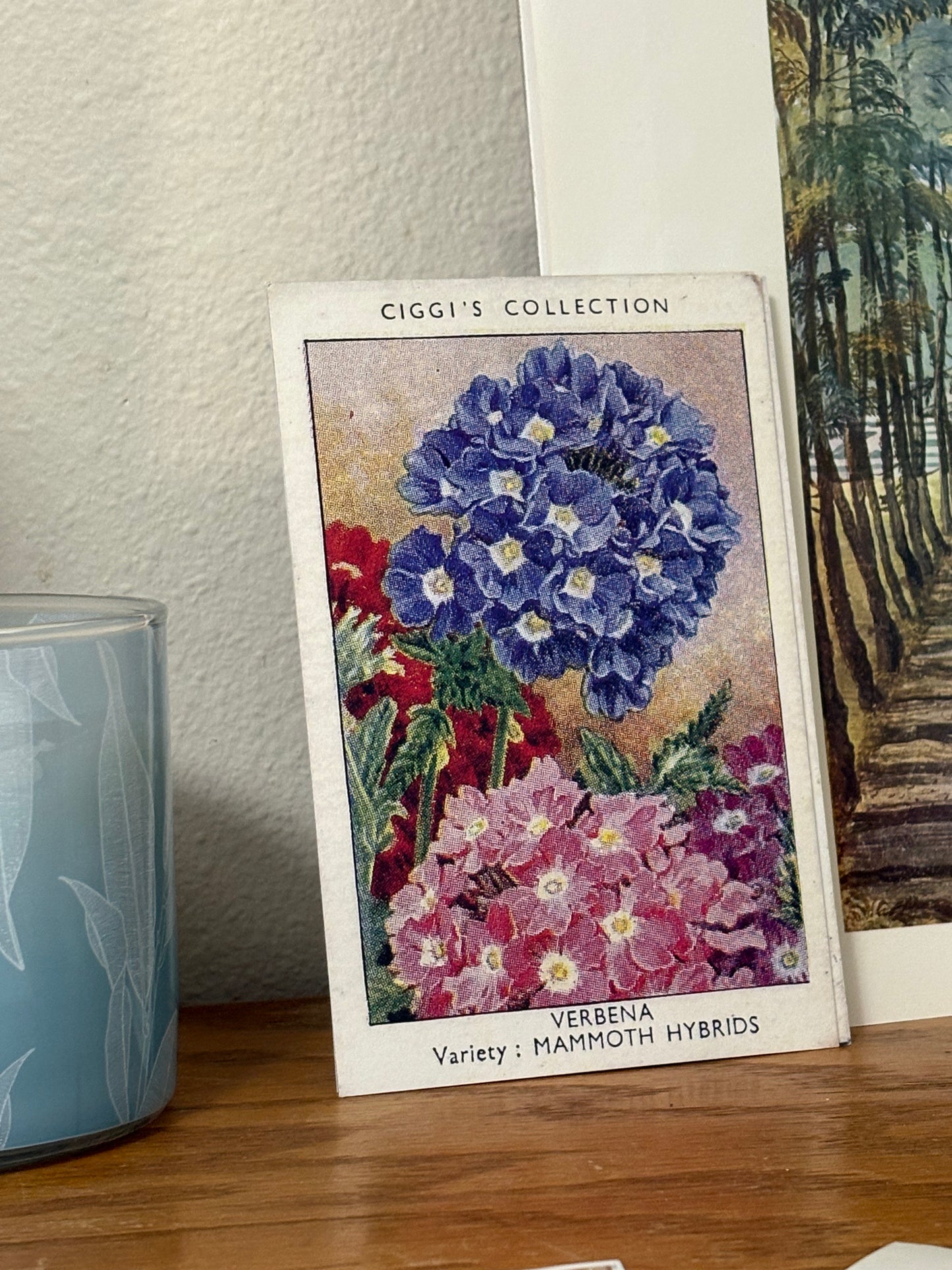 Vintage Verbena Flower Print #1 | 1930s Cigarette Card Art
