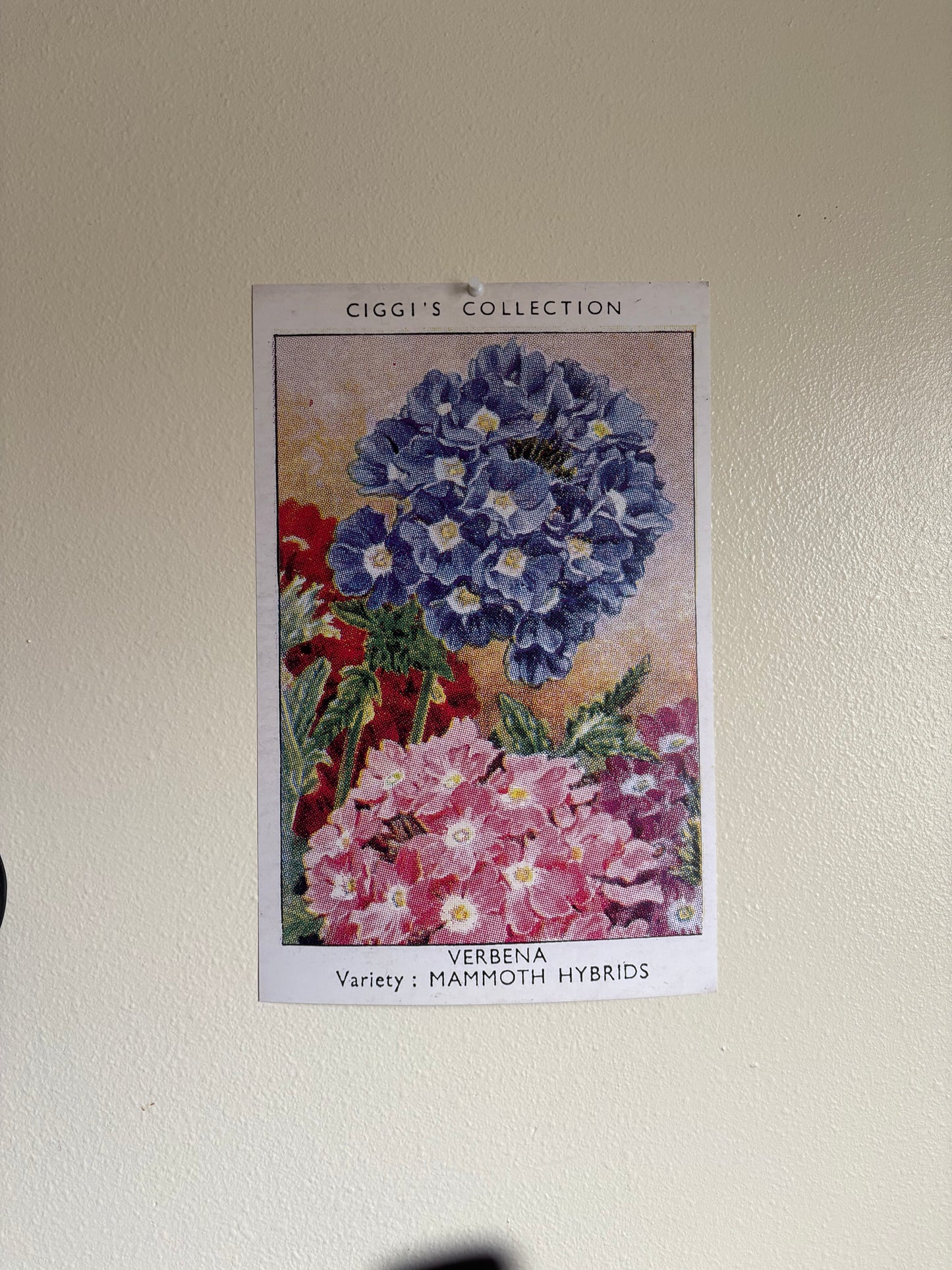 Vintage Verbena Flower Print #1 | 1930s Cigarette Card Art