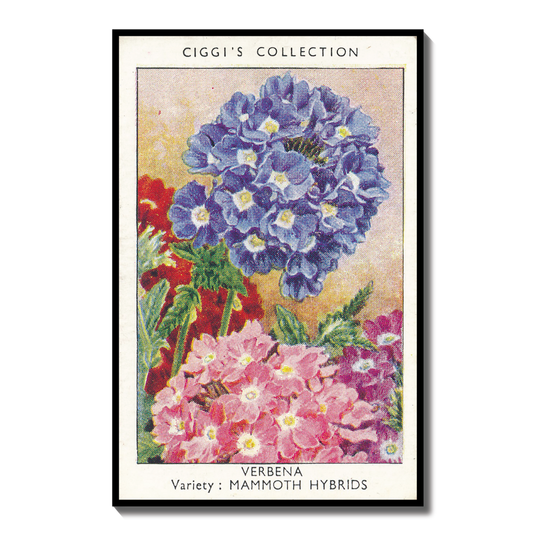 Vintage Verbena Flower Print #1 | 1930s Cigarette Card Art