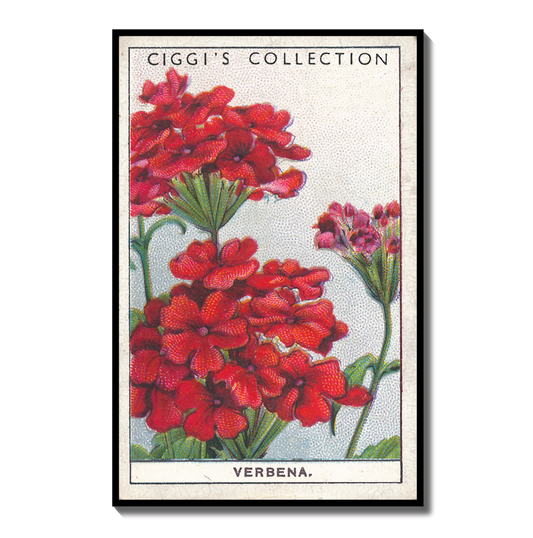 Vintage Verbena Flower Print #2 | 1930s Cigarette Card Art