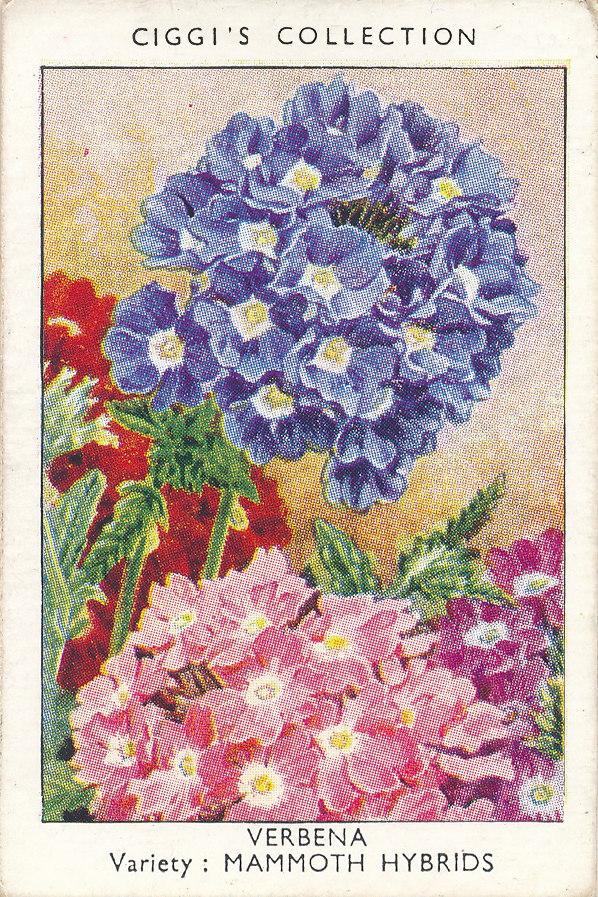 Garden Flowers Posters