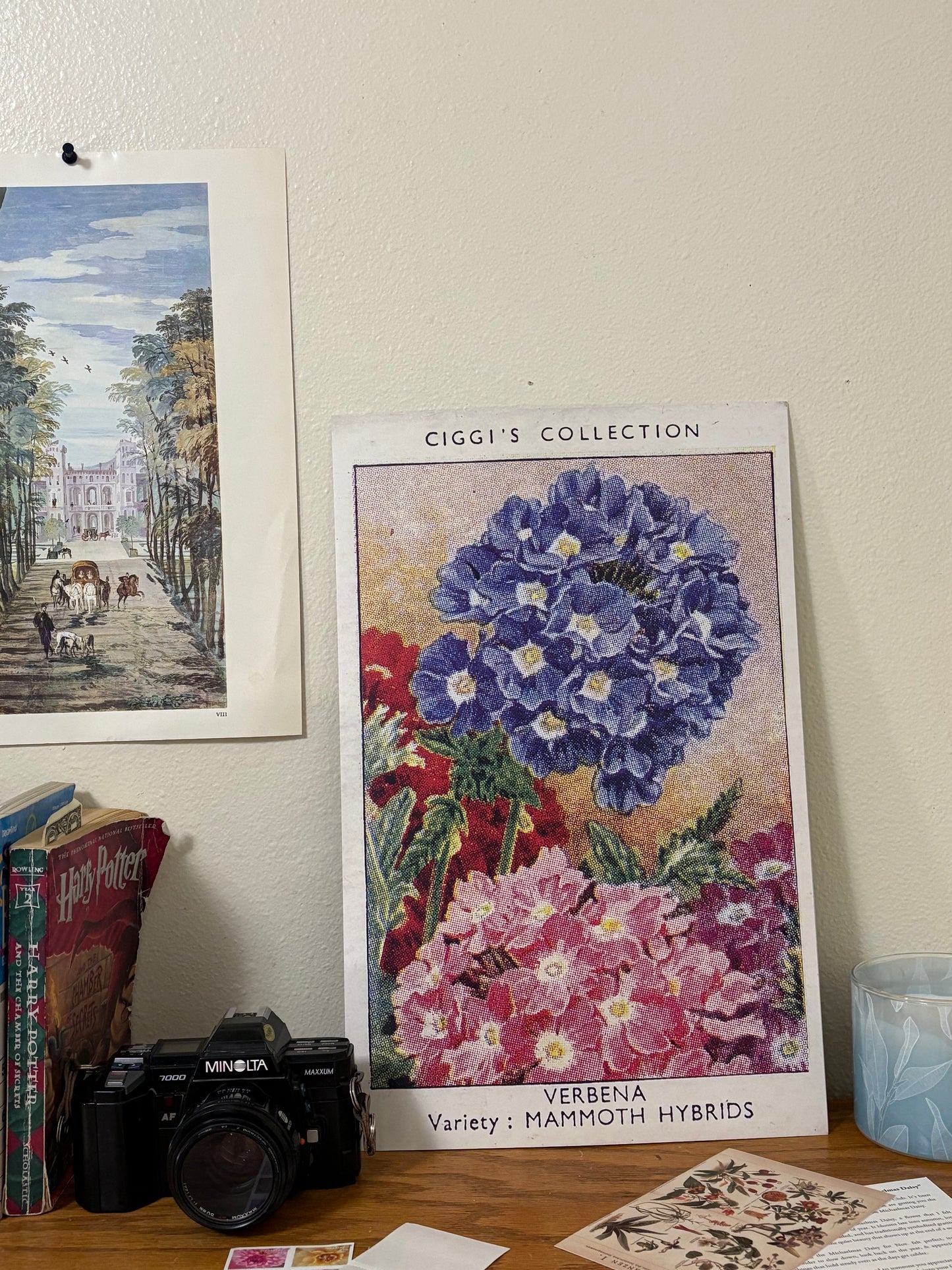 Vintage Verbena Flower Print #1 | 1930s Cigarette Card Art