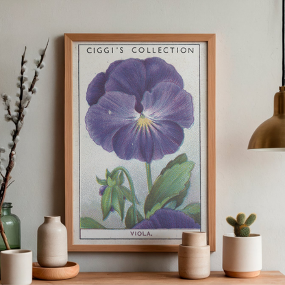 Vintage Viola Flower Print | 1930's Cigarette Card