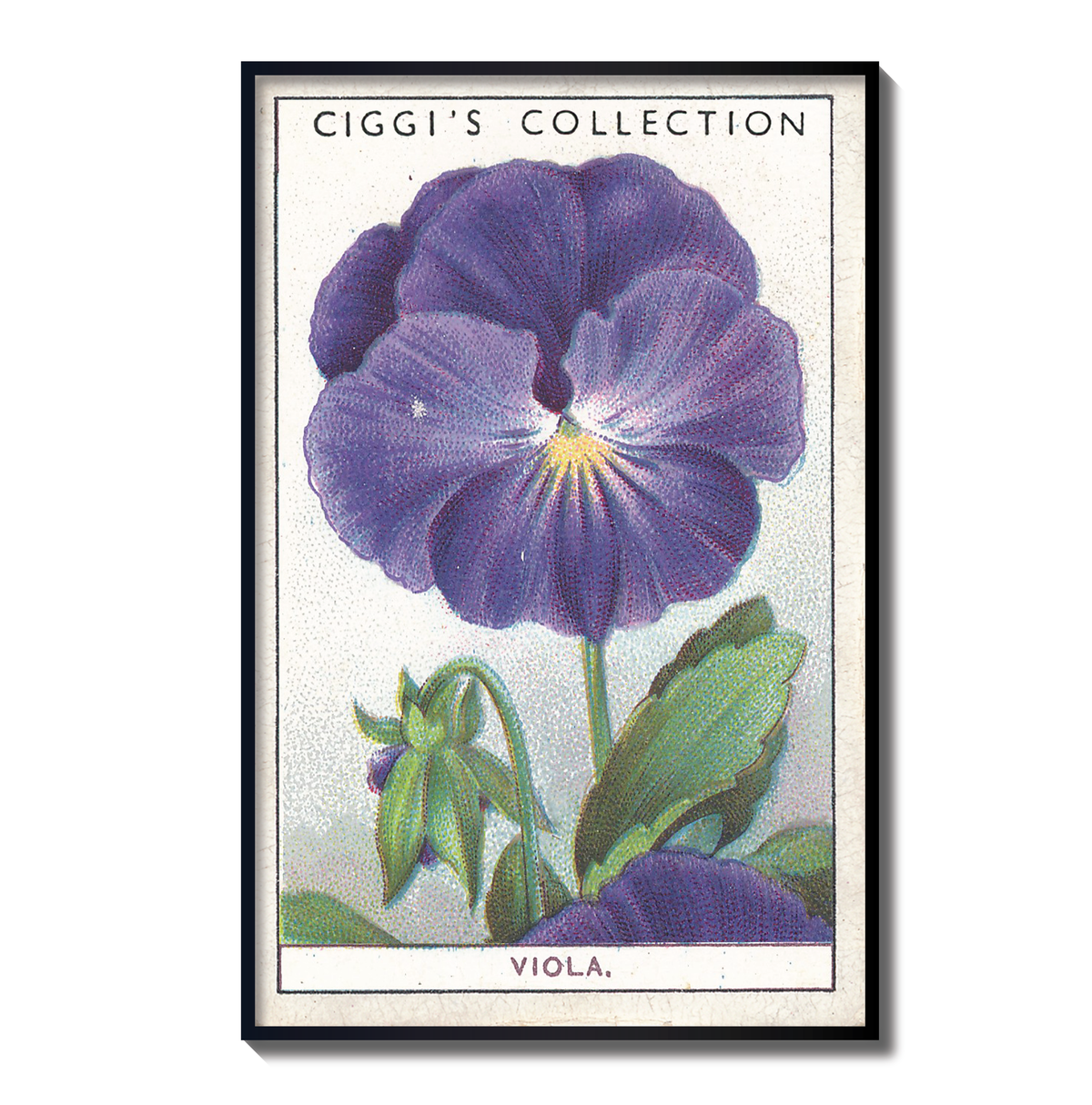 Vintage Viola Flower Print | 1930's Cigarette Card