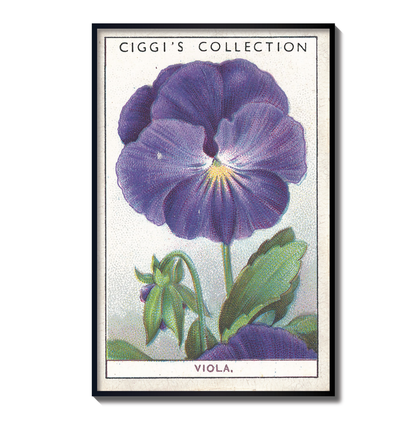 Vintage Viola Flower Print | 1930's Cigarette Card