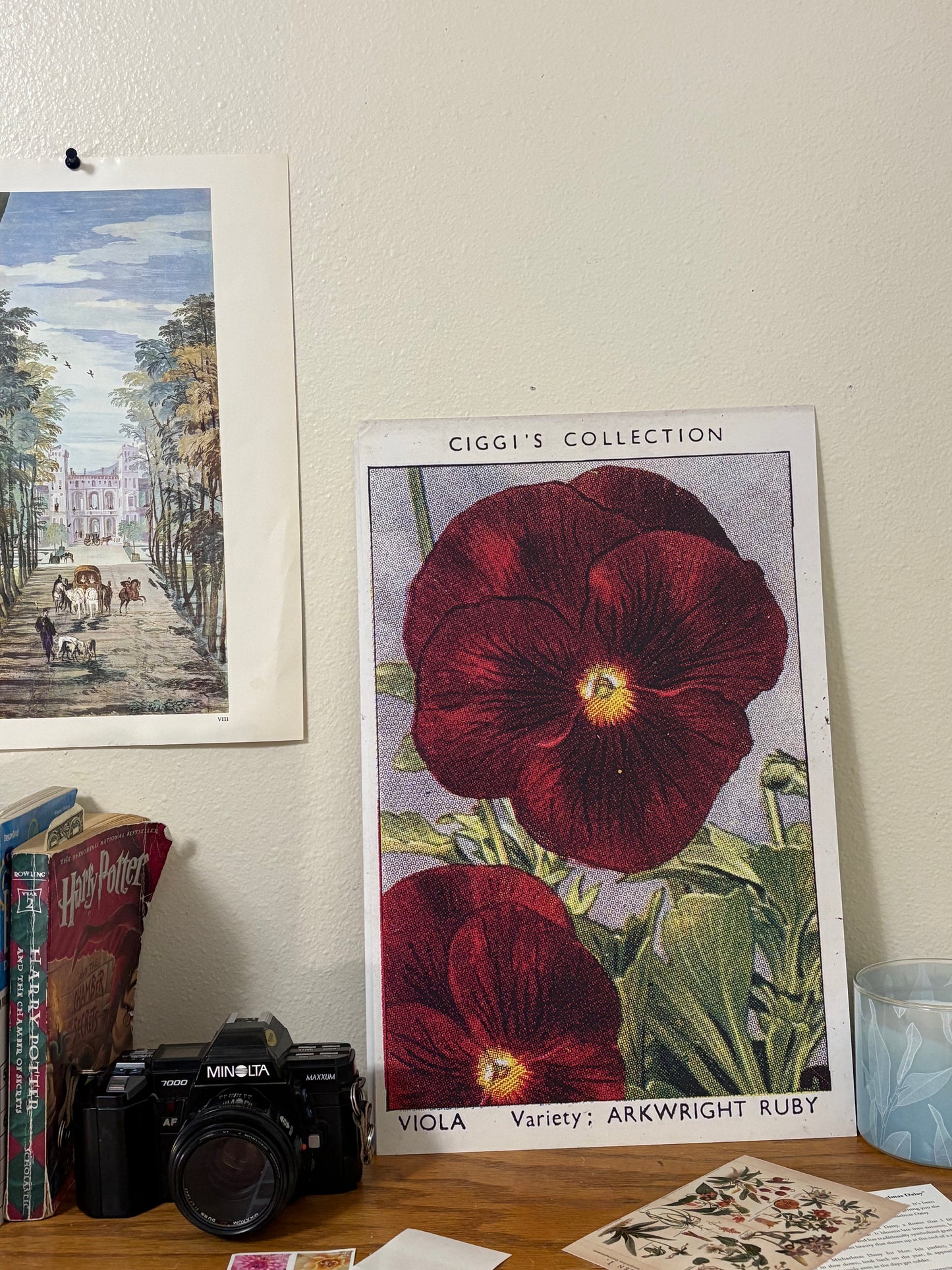 Vintage Viola Flower Print | 1930s Cigarette Card Art