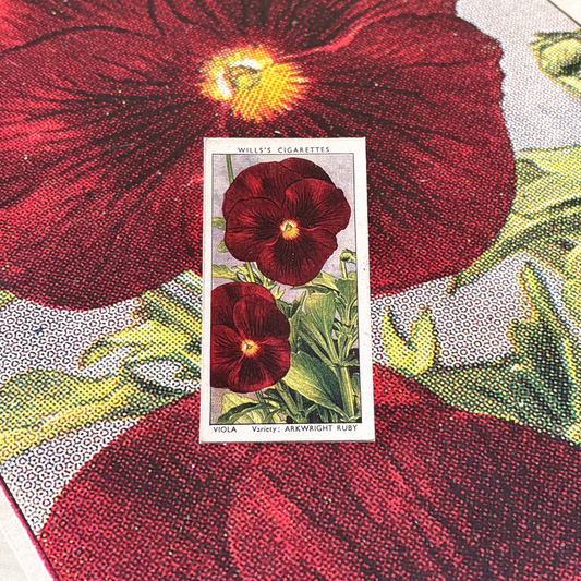 Vintage Viola Flower Print | 1930s Cigarette Card Art