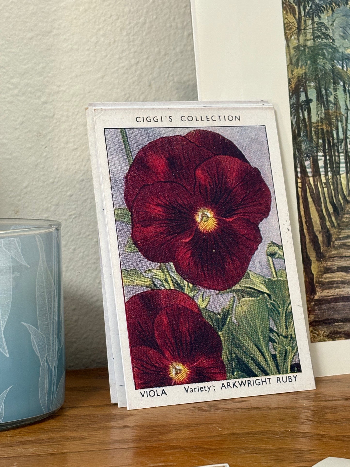 Vintage Viola Flower Print | 1930s Cigarette Card Art