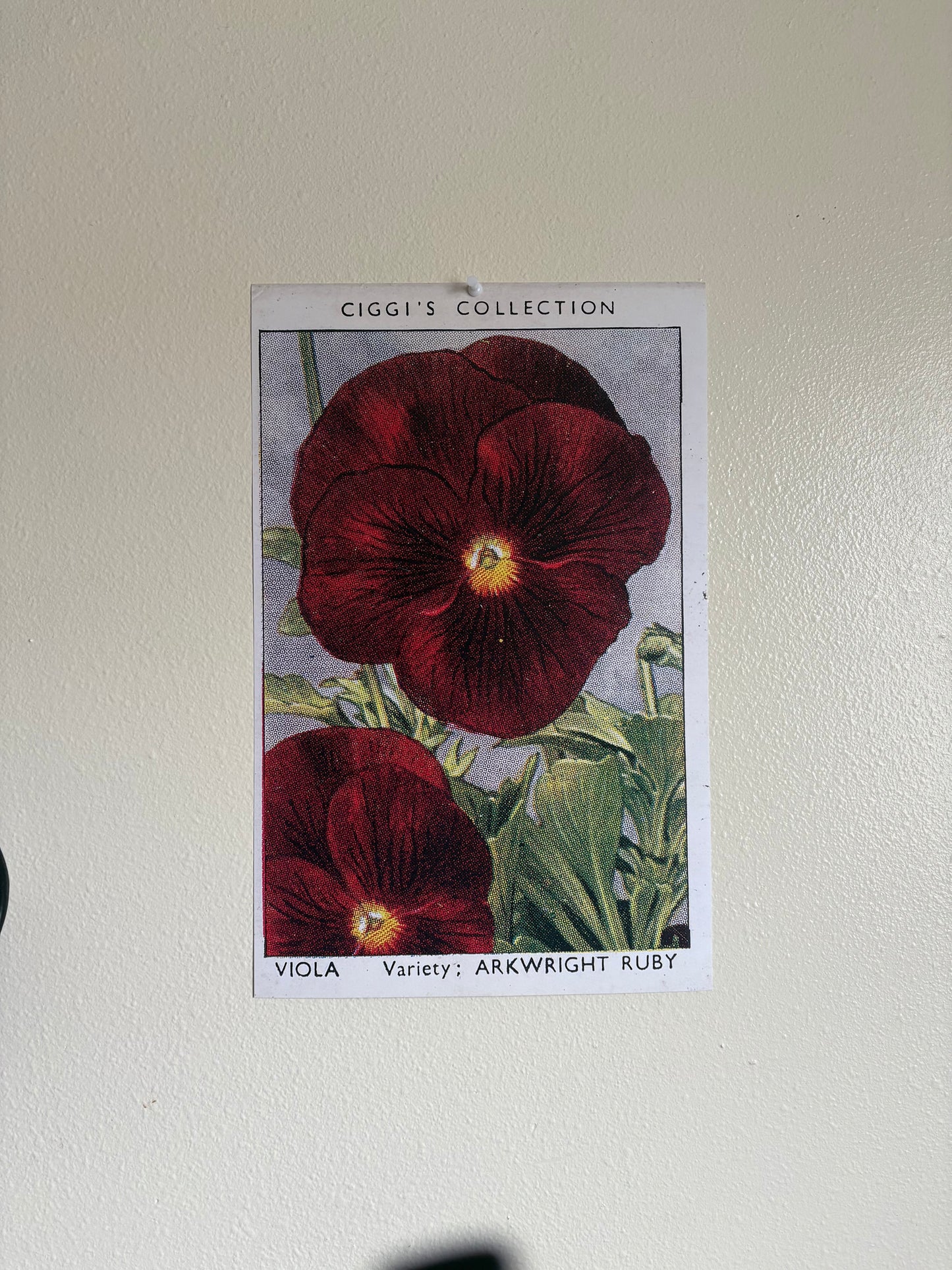 Vintage Viola Flower Print | 1930s Cigarette Card Art