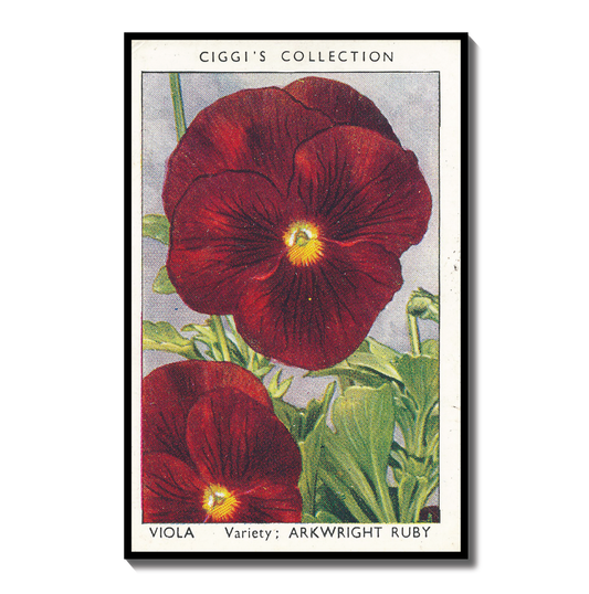 Vintage Viola Flower Print | 1930s Cigarette Card Art