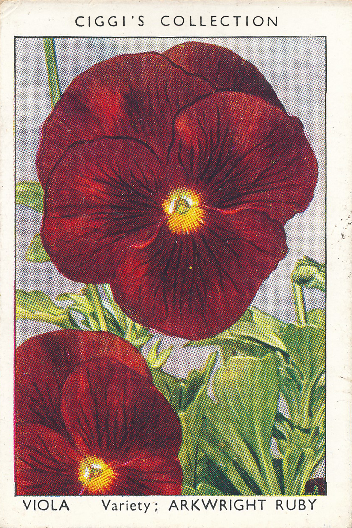 Garden Flowers Posters